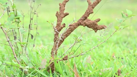 Termite mud tubes covered dry plant branches in green fields. Stock Footage 341996809