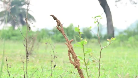 Termite mud tubes covered dry plant branches in green fields. Stock Footage 341996847
