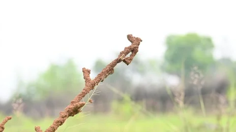 Termite mud tubes covered dry plant branches in green fields. Stock Footage 341996855