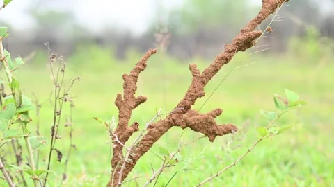 Termite mud tubes covered dry plant branches in green fields. Stock Footage 341996858