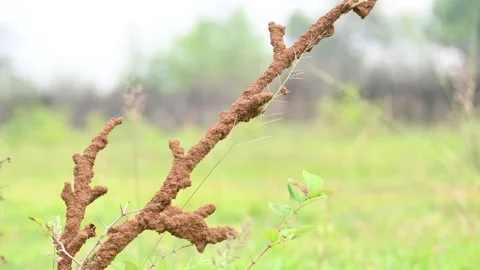 Termite mud tubes covered dry plant branches in green fields. Stock Footage 341996864