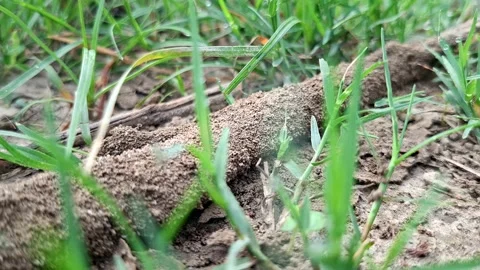 Termite Mud Tunnel Passing Through Green Turf Blades Stock Footage 340243026