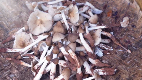 Termite mushroom Stock Footage 338009968