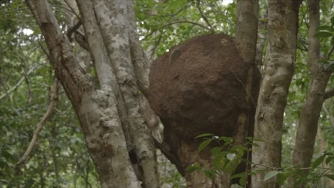 Termite Nest Among Tree Branches and Leaves Virgin Islands Stock Footage 123666889