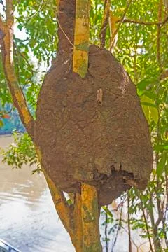 Termite Nest Enveloping a Tree Stockfoto's