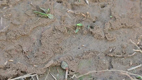 Termite nest on ground. Stock Footage 322161548