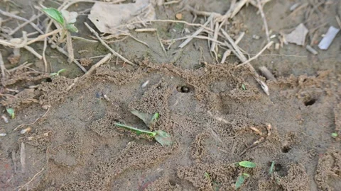 Termite nest on ground. Stock Footage 322161557