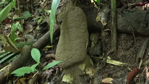 Termite nest, Malaysia Stock Footage 140835909