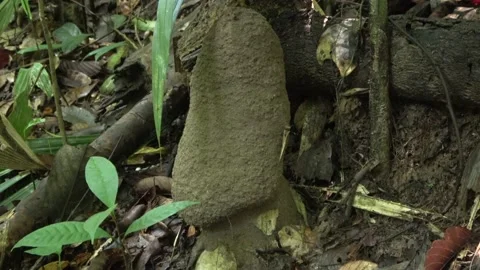 Termite nest, Malaysia Stock Footage 140835930