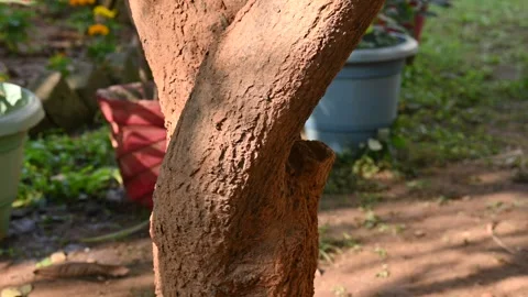 Termite nest on a mango tree. Vidéo 309626617