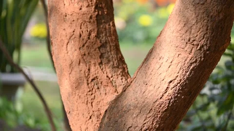 Termite nest on a mango tree. Vidéo 309626924