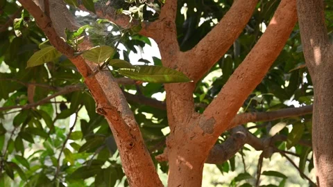 Termite nest on a mango tree. Vidéo 309627003