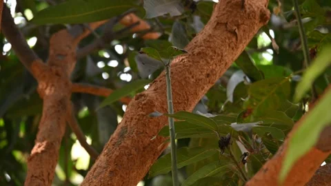 Termite nest on a mango tree. Видео 309627893