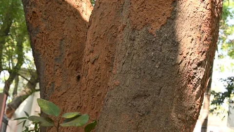 Termite nest on a mango tree. Vidéo 309628562
