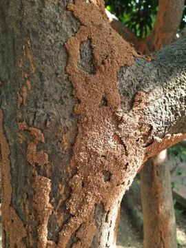 Termite nest on a mango tree. Stock Photos