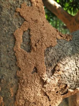 Termite nest on a mango tree. Stock Photos