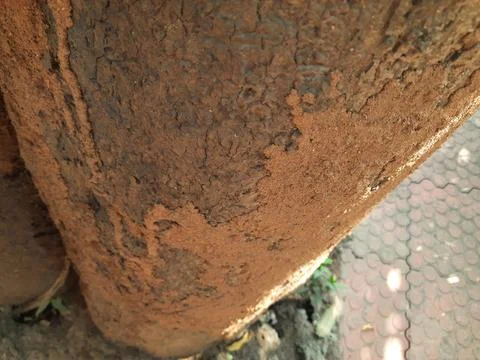 Termite nest on a mango tree. Stock Photos