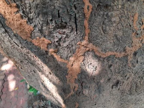 Termite nest on a mango tree. Stock Photos