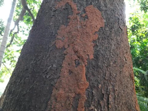 Termite nest on a mango tree. Stock Photos