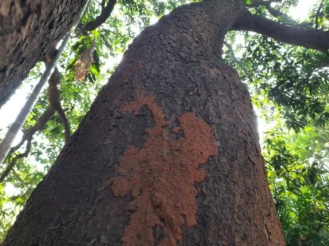 Termite nest on a mango tree. Stock Photos