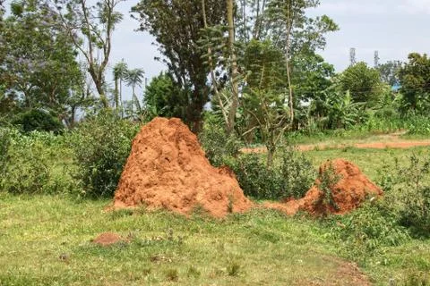 Termite nest mound Photos