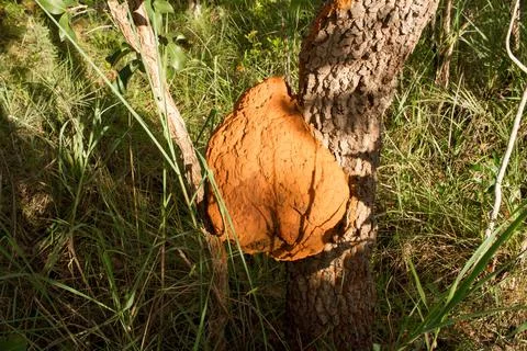 Termite Nest 스톡 사진