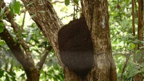 Termite nest tight Stock Footage 126791009