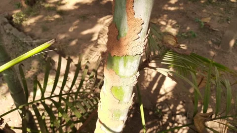 Termite nest in the trunk of Areca palm. Stock Footage 301597169