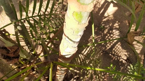 Termite nest in the trunk of Areca palm. Видео 301597310