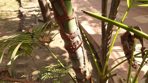 Termite nest in the trunk of Areca palm. Видео 301597400