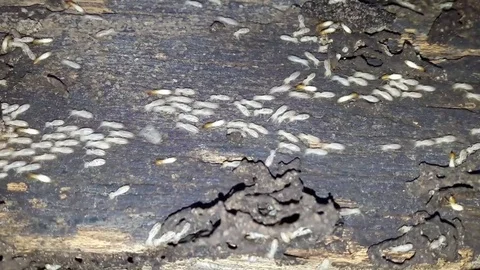 Termite nesting on the wood for building a home. Stock Footage 74792436