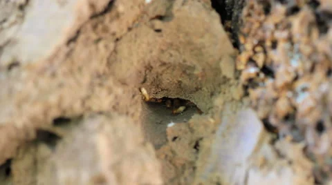 Termite nests Stock Footage 60063355