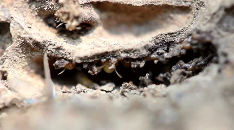 Termite nests Stock Footage 60063541