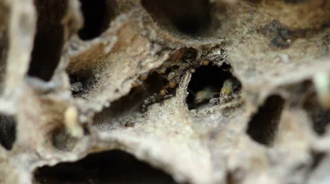 Termite nests Stock Footage 60063551