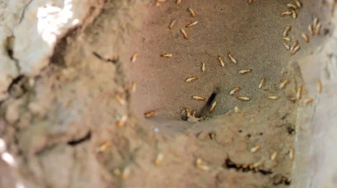 Termite nests Stock Footage 60063597