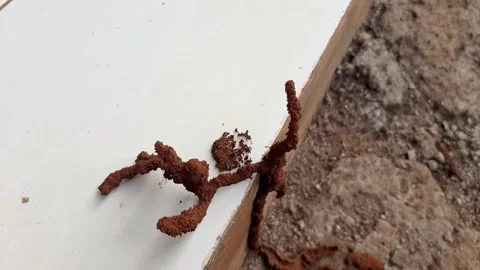 Termite nests from the ground, termites make nests Stock Footage 285833699