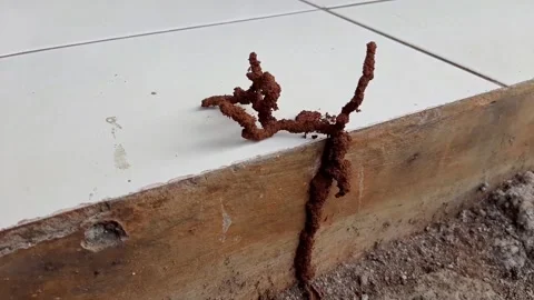 Termite nests from the ground, termites make nests	 Stock Footage 285834778