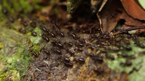 Termite or white ant moving in nature research trail. Stock Footage 77414299