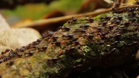 Termite or white ant moving in nature research trail. Stock Footage 77414582