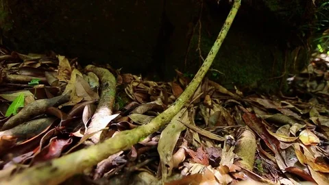 Termite or white ant moving in nature research trail. Stock Footage 77414593