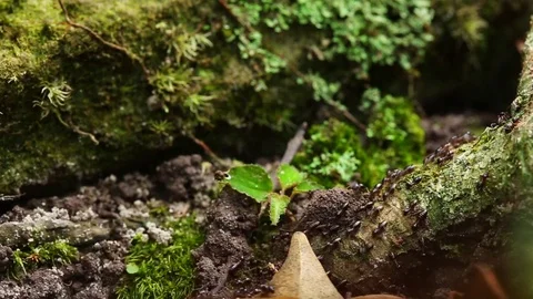 Termite or white ant moving in nature research trail. Stock Footage 77414623