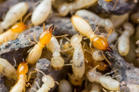 Termite or white ants Stock Photos