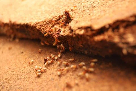 Termite Stock Photos