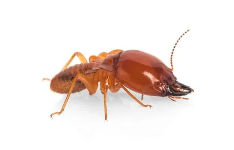 Termite. Stock Photos