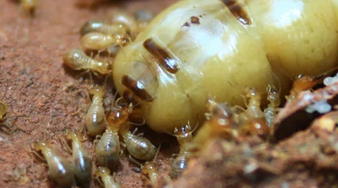 Termite queen can produce upwards of 165,000,000 eggs Stock Footage 36768981