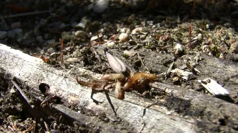 Termite queens emerging with workers V05025 Stock Footage 47829742