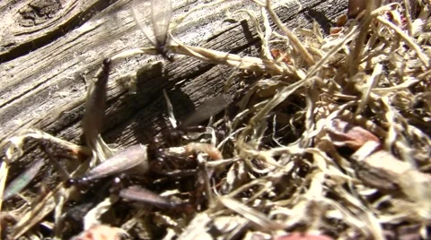 Termite queens emerging with workers V05029 Stock Footage 47829519