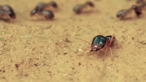 Termite - a soldier at his post 스톡 동영상 105967605