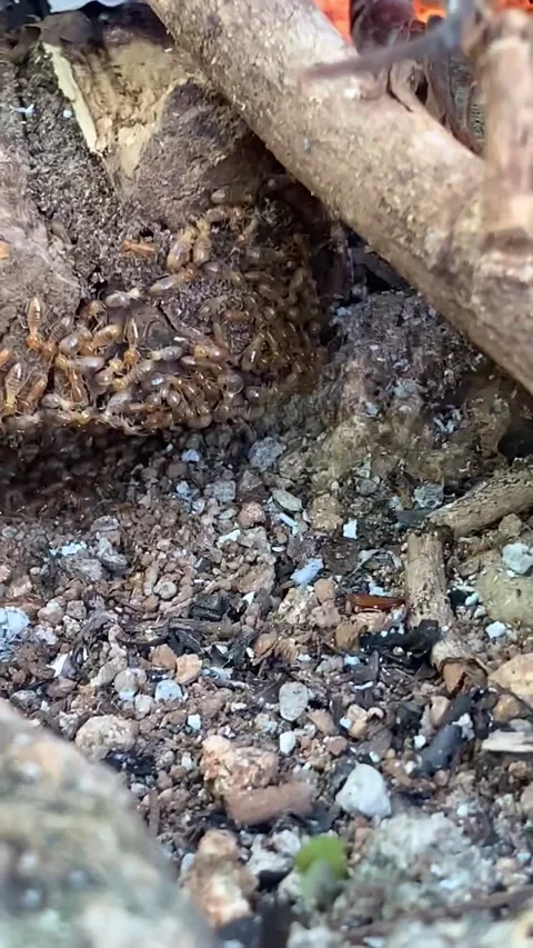 Termite species Stock Footage 226545137