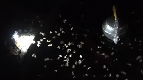 Termite swarm, Cambodia Stock-Footage 121542297